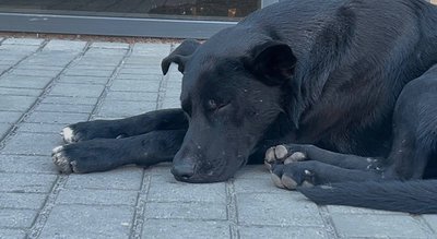 «Вони не мають, де притулитися». Жителі Павлограда заявили, що працівники КП вивели собак з укриття під час атаки «Вони не мають, де притулитися». Жителі Павлограда заявили, що працівники КП вивели собак з укриття під час атаки