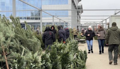 "Є документи на дерева?". Як у Сумах працює ялинковий базар