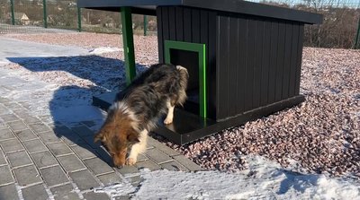 "Хатіко" з Черкащини: в Умані пес два роки чекає на загиблого господаря "Хатіко" з Черкащини: в Умані пес два роки чекає на загиблого господаря