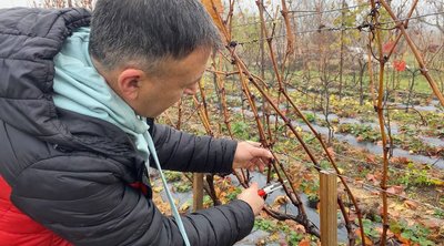 Обрізку винограду Олександр проводить після опадання листя, листопад 2025 року, Хмельниччина Обрізку винограду Олександр проводить після опадання листя, листопад 2025 року, Хмельниччина