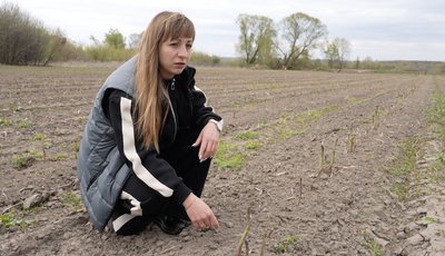 Спаржа померзла: фермери на Черкащині підраховують збитки