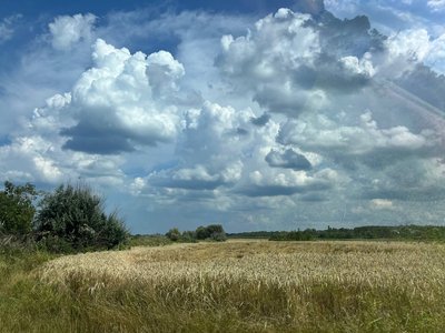 "Будемо з хлібом": як збирають врожай озимини на Черкащині "Будемо з хлібом": як збирають врожай озимини на Черкащині
