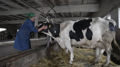 Працівниця ферми гладить корову