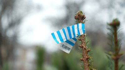 Ялинкові базари в Запоріжжі: який асортимент та ціни Ялинкові базари в Запоріжжі: який асортимент та ціни