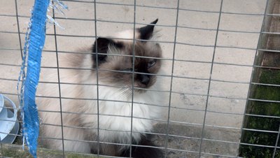 "Коли господар їде на фронт, пес Батон стресує": як в КП "Ласка" у Луцьку доглядають тварин "Коли господар їде на фронт, пес Батон стресує": як в КП "Ласка" у Луцьку доглядають тварин
