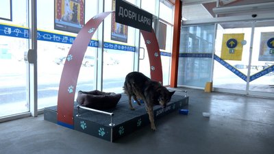 Морози до -20°C: хто і як допомагає безпритульним тваринам у Вінниці
