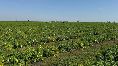 На Кіровоградщині збирають ґрунтові овочі: що впливає на врожайність та ціну На Кіровоградщині збирають ґрунтові овочі: що впливає на врожайність та ціну