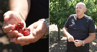 Олег Левченко 10 років вирощує черешні у селі Червоний Кут Олег Левченко 10 років вирощує черешні у селі Червоний Кут