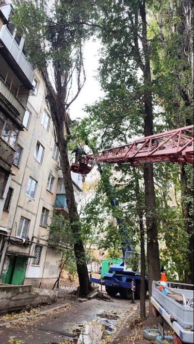В Одесі через негоду впали дерева