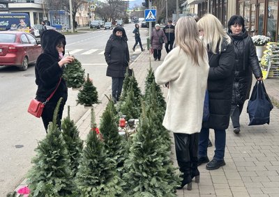 В Ужгороді ялинки продають 10 локаціях міста. Які ціни та асортимент В Ужгороді ялинки продають 10 локаціях міста. Які ціни та асортимент