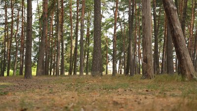 Заборона на відвідування лісів: чому та де на Сумщині діють обмеження Заборона на відвідування лісів: чому та де на Сумщині діють обмеження