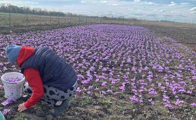 Шафран, підприємець вирощує шафран, Чортківський район, Тернопільщина, листопад 2025 Шафран, підприємець вирощує шафран, Чортківський район, Тернопільщина, листопад 2025