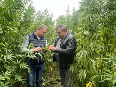 На Вінниччині вирощують промислову коноплю На Вінниччині вирощують промислову коноплю
