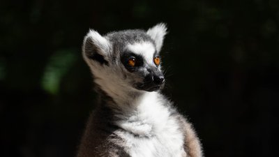 Лемури на сонці та сонні хижаки: осіння фотопрогулянка Рівненським зоопарком Лемури на сонці та сонні хижаки: осіння фотопрогулянка Рівненським зоопарком