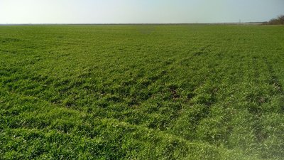 У якому стані перебувають озимі культури на Миколаївщині та який врожай прогнозують у 2023 році У якому стані перебувають озимі культури на Миколаївщині та який врожай прогнозують у 2023 році