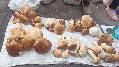 Грибний сезон на Житомирщині: що продають і за якими цінами