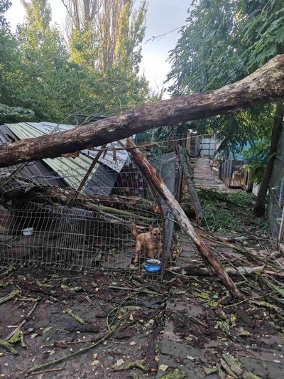 У притулку "Щасливий пес" дерева спали на вольєри з тваринами У притулку "Щасливий пес" дерева спали на вольєри з тваринами