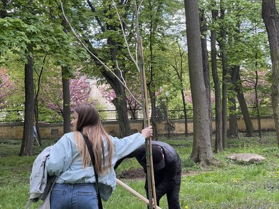 В Чернівцях висадять 100 дерев В Чернівцях висадять 100 дерев