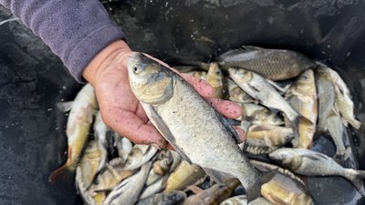 Підприємства, які вирощують прісноводну рибу, можуть отримати компенсацію від держави: які умови й терміни виплат Підприємства, які вирощують прісноводну рибу, можуть отримати компенсацію від держави: які умови й терміни виплат
