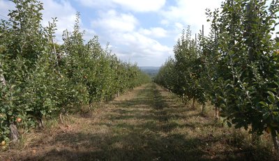 Сад буковинця Миколи Ілащука Сад буковинця Миколи Ілащука