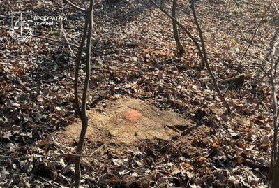Допустив незаконну вирубку дубів на 5,3 млн гривень: судитимуть майстра лісу Допустив незаконну вирубку дубів на 5,3 млн гривень: судитимуть майстра лісу