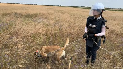 Миколаївщину очищують від боєприпасів за допомогою собак Миколаївщину очищують від боєприпасів за допомогою собак
