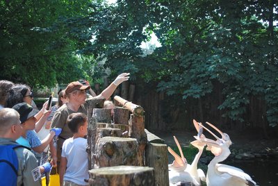 У Рівненському зоопарку проведуть екскурсії до Всесвітнього тижня зоокіпера У Рівненському зоопарку проведуть екскурсії до Всесвітнього тижня зоокіпера