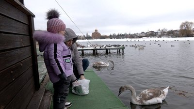 "Для них не так страшний холод, як голод": як у Вінниці на Вишенському озері зимують лебеді "Для них не так страшний холод, як голод": як у Вінниці на Вишенському озері зимують лебеді