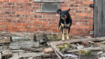 Карпівка пес Донецька область 29 січня 2025 рік Карпівка пес Донецька область 29 січня 2025 рік