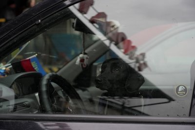 пес барон пес барон