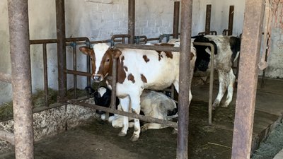 Відповідальне фермерство: на Миколаївщині ідентифікують свійських тварин Відповідальне фермерство: на Миколаївщині ідентифікують свійських тварин