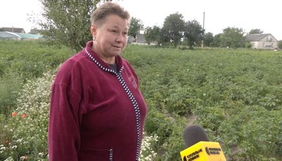 колорадські жуки: є чи нема