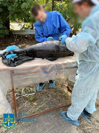 Мертві дельфіни, висохлі озера і голодні кулики: як російська агресія шкодить природі Одещини Мертві дельфіни, висохлі озера і голодні кулики: як російська агресія шкодить природі Одещини