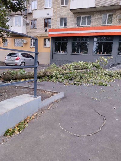 У Донецькій громаді через вітер впала тополя, 24 вересня 2026 року У Донецькій громаді через вітер впала тополя, 24 вересня 2026 року