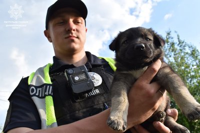 У Дніпрі патрульні поліцейські шукають родину для восьми цуценят