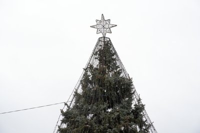 ялинка дергачі ялинка дергачі