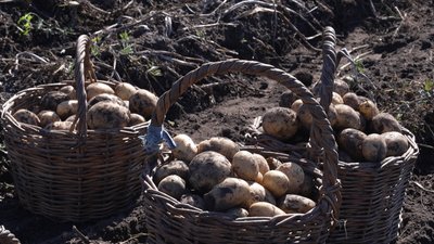 «На пюрешку дуже смачна»: як подружжя фермерів з Чернігівщини вирощує картоплю та шукає клієнтів у TikTok «На пюрешку дуже смачна»: як подружжя фермерів з Чернігівщини вирощує картоплю та шукає клієнтів у TikTok