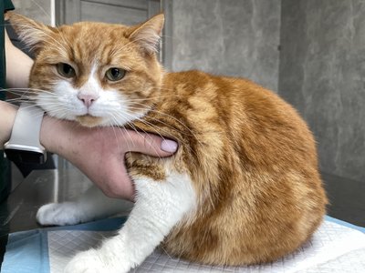 Проєкт "Кішка": яких тварин у Полтаві можна стерилізувати безплатно