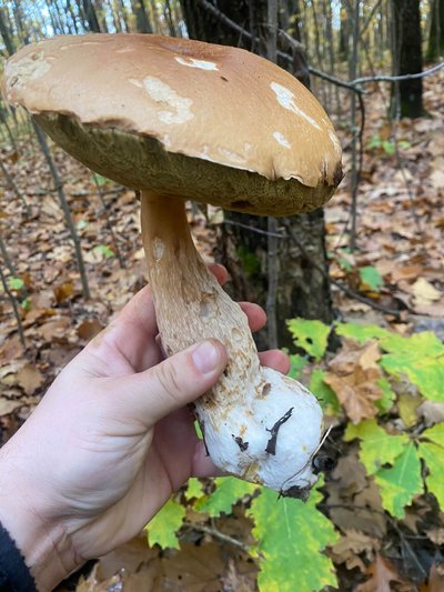 «Лише лінивий міг не назбирати собі грибів»: житомирянин Віктор Лісовський розповів про грибний сезон-2026 і знахідку