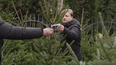 На Вінниччині лісівники почали продавати ялинки та сосни: скільки коштують святкові дерева На Вінниччині лісівники почали продавати ялинки та сосни: скільки коштують святкові дерева
