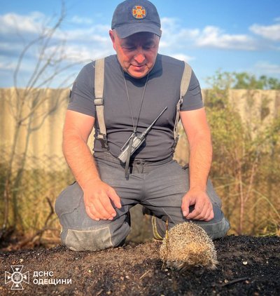 На Одещині врятували їжака з пожежі сухої трави