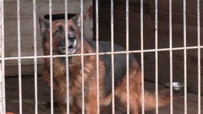 Дві евакуйовані собаки з прифронтових територій живуть в притулку на Рівненщині