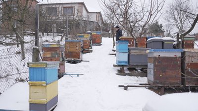 "Головне — врятувати від голоду": як вінницький пасічник допомагає бджолам перезимувати "Головне — врятувати від голоду": як вінницький пасічник допомагає бджолам перезимувати