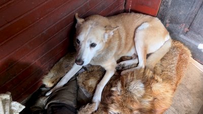 «Вони мене тримають на світі»: 77-річна чернігівка прихистила 17 котів та п'ять собак
