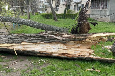 Деревопад на вулицях міста: наслідки негоди в Одесі Деревопад на вулицях міста: наслідки негоди в Одесі