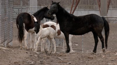 "Воно таке незвичне: чорна голівка, сам біленький": у вінницькому зоопарку поповнення у родині гуцульських коней "Воно таке незвичне: чорна голівка, сам біленький": у вінницькому зоопарку поповнення у родині гуцульських коней