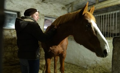 "Поганих людей коні не терплять": про символ 2026 року "Поганих людей коні не терплять": про символ 2026 року