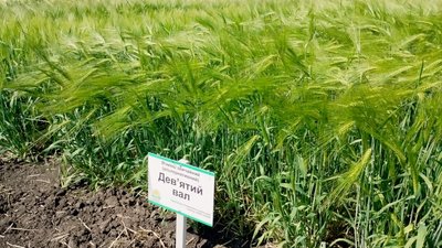 "День поля": на Кіровоградщині представили посухостійкі сорти зернових культур "День поля": на Кіровоградщині представили посухостійкі сорти зернових культур