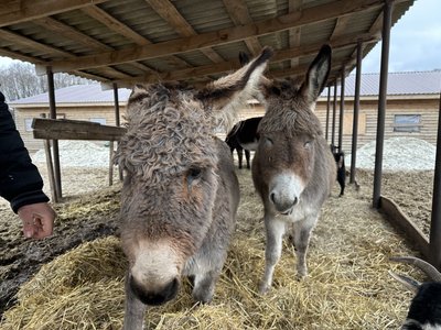 Полтавці можуть привозити новорічні ялинки до екопарку в Ковалівці Полтавці можуть привозити новорічні ялинки до екопарку в Ковалівці