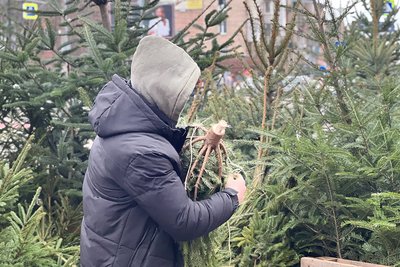 Ялинки, які продають у Чернівцях Ялинки, які продають у Чернівцях